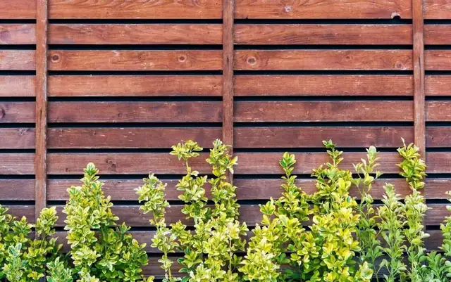 Red-brown stained horizontal wood fence behind a row of green shrubs
